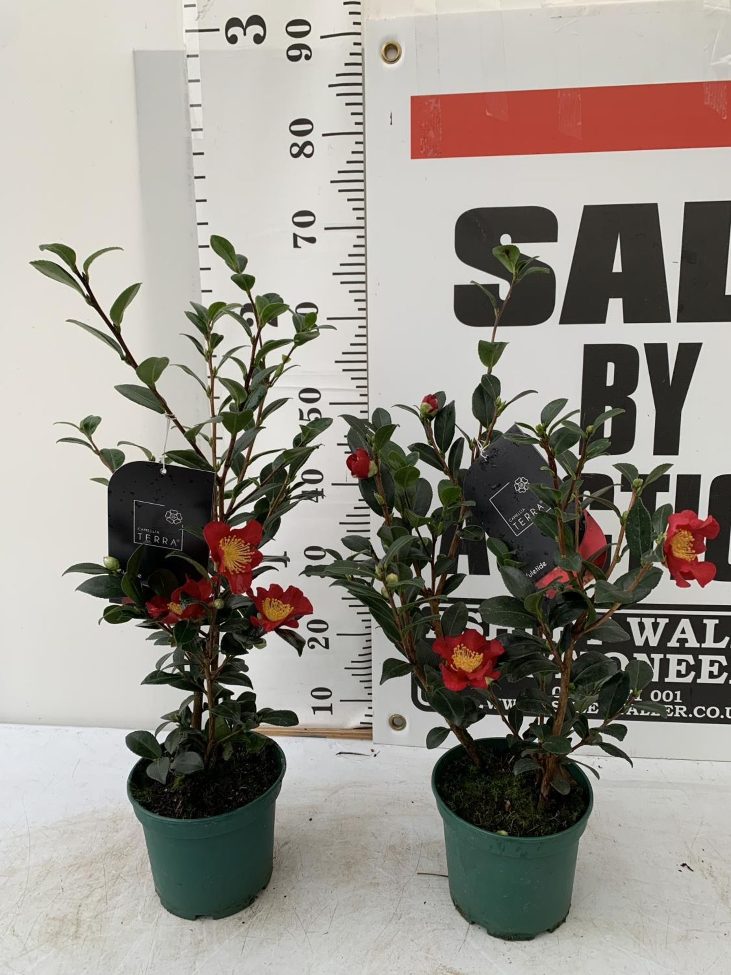 TWO CAMELLIA TERRA PLANTS 'YULETIDE' APPROX 70CM IN HEIGHT IN 1.5 LTR POTS PLUS VAT TO BE SOLD FOR