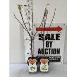 TWO VARIETIES OF APPLE TREE DOMESTICA 'GOLDEN DELICIOUS' AND 'BRAMLEYS SEEDLING' IN 5 LTR POTS