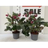 TWO HELLEBORUS PLANTS 'RED PRINCESS' IN 2 LTR POTS PLUS VAT TO BE SOLD FOR THE TWO