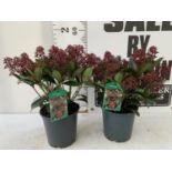 TWO SKIMMIA JAPONICA 'RUBELLA' PLANTS IN C3 POTS APPROX 50CM IN HEIGHT PLUS VAT TO BE SOLD FOR THE