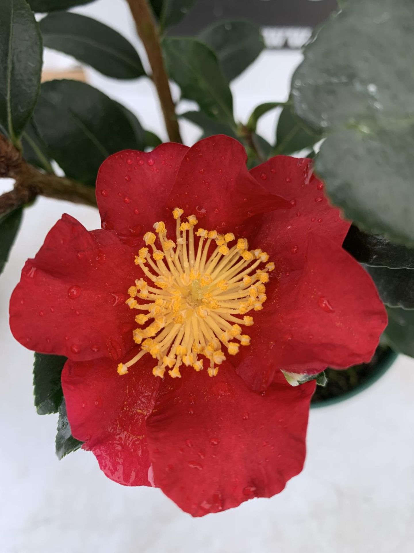 TWO CAMELLIA TERRA PLANTS 'YULETIDE' APPROX 70CM IN HEIGHT IN 1.5 LTR POTS PLUS VAT TO BE SOLD FOR - Image 5 of 5