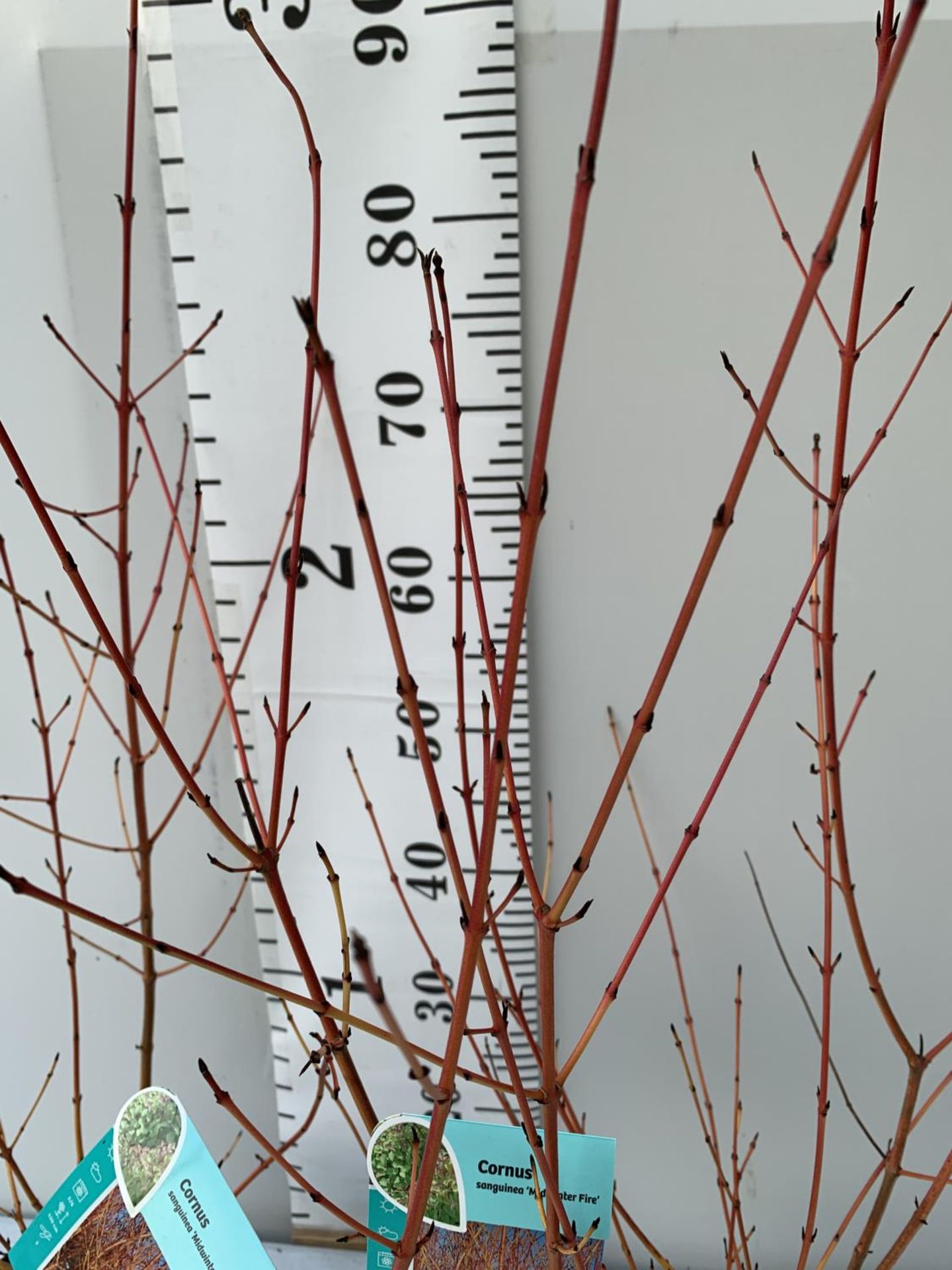 TWO CORNUS SANGUINEA 'MIDWINTER FIRE' PLANTS APPROX 1 METRE IN HEIGHT IN 3.5 LTR POTS PLUS VAT TO BE - Image 2 of 4