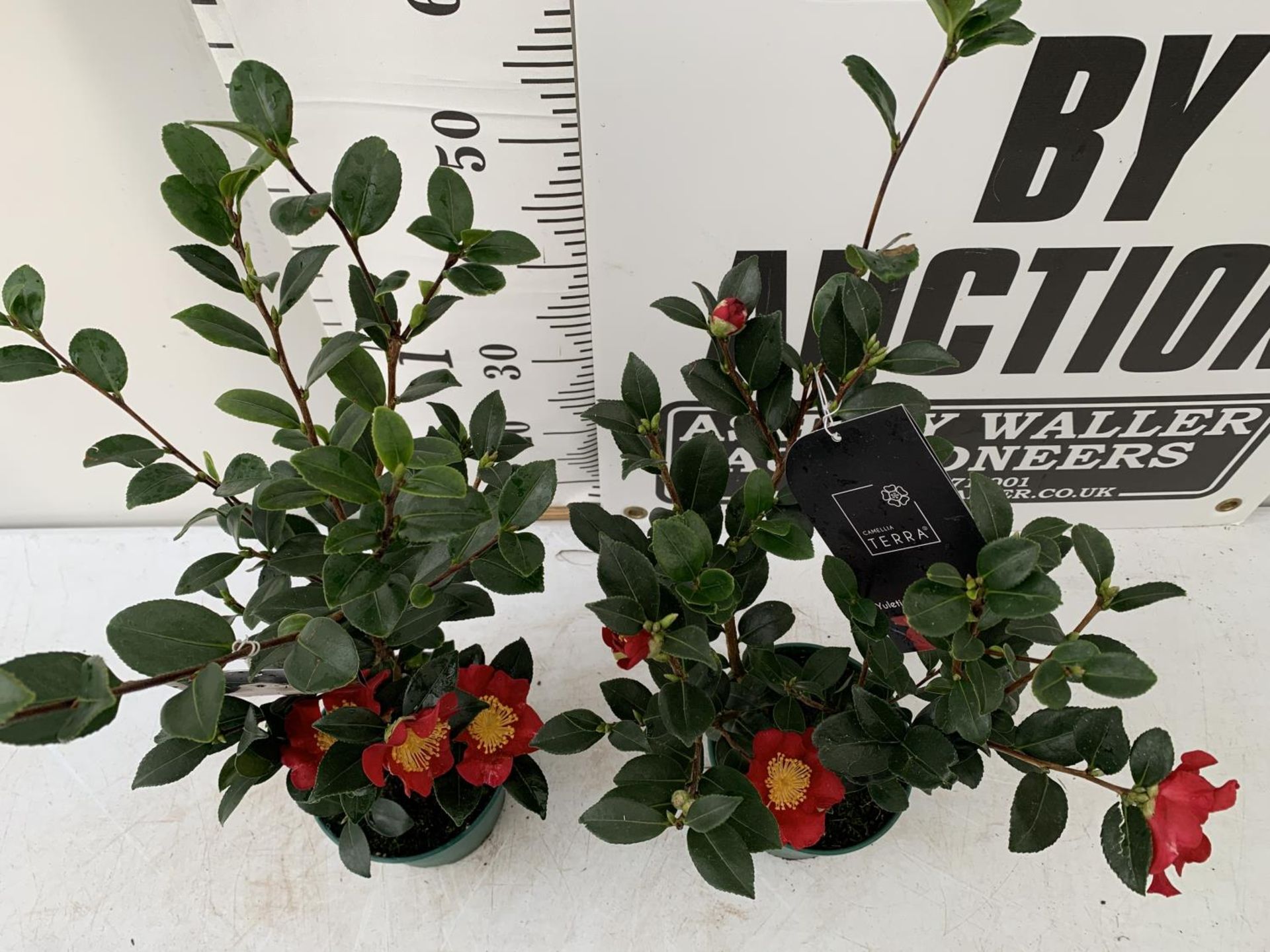 TWO CAMELLIA TERRA PLANTS 'YULETIDE' APPROX 70CM IN HEIGHT IN 1.5 LTR POTS PLUS VAT TO BE SOLD FOR - Image 3 of 5