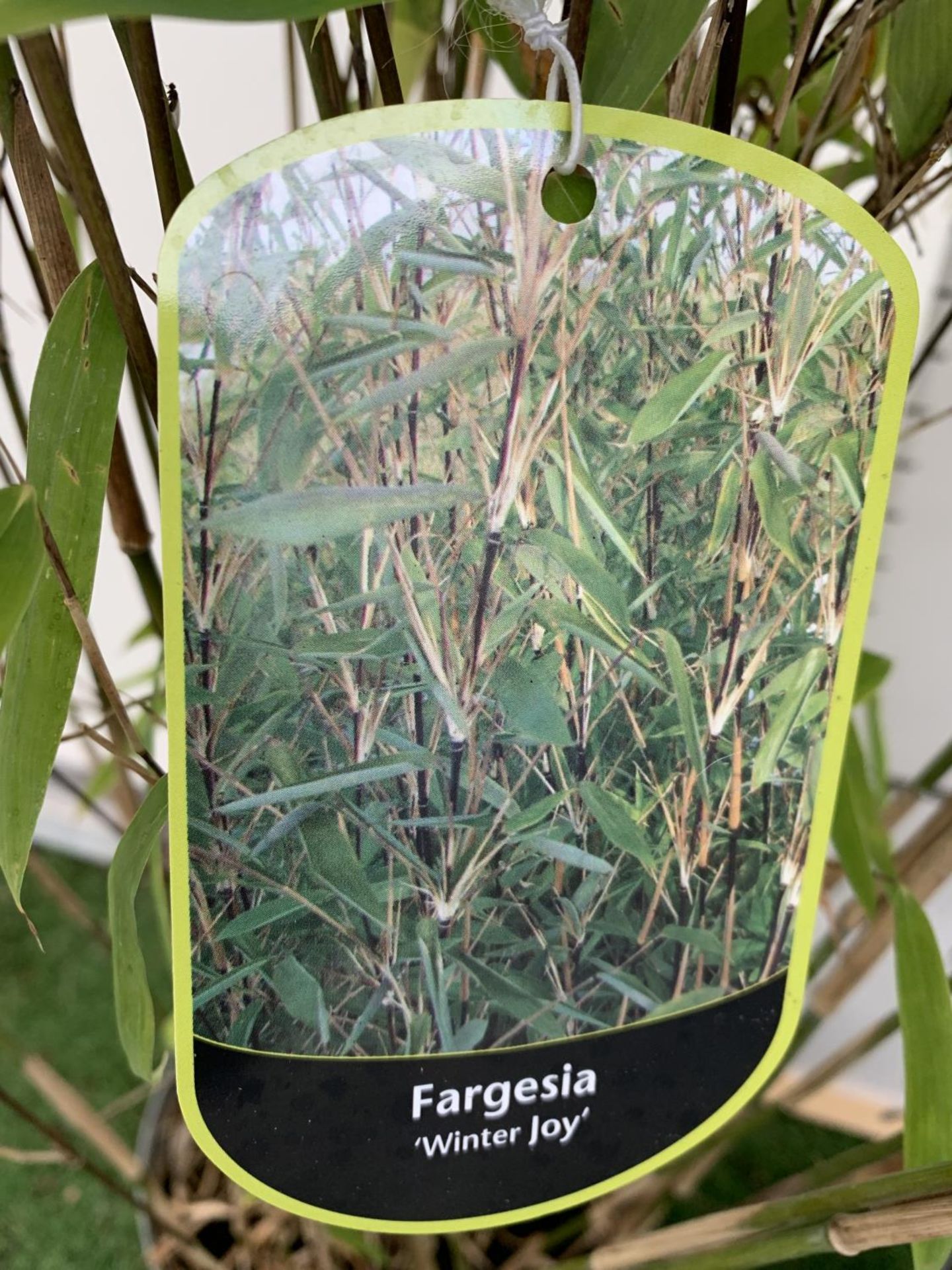 TWO FARGESIA BAMBOO PLANTS 'WINTER JOY' APPROX 180CM IN HEIGHT PLUS VATTO BE SOLD FOR THE TWO - Image 4 of 4