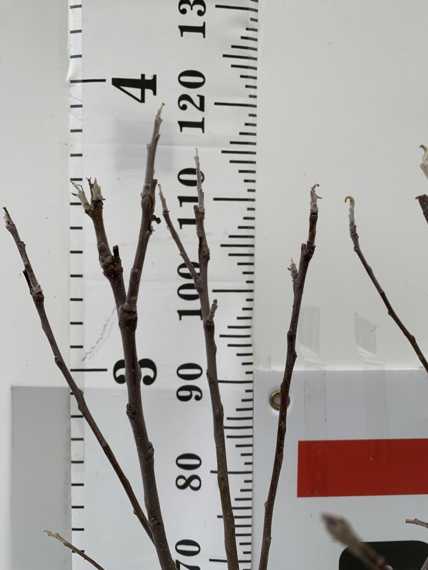 TWO VARIETIES OF APPLE TREE DOMESTICA 'DISCOVERY' AND 'JAMES GRIEVE' IN 5 LTR POTS APPROX 120CM IN - Image 2 of 4