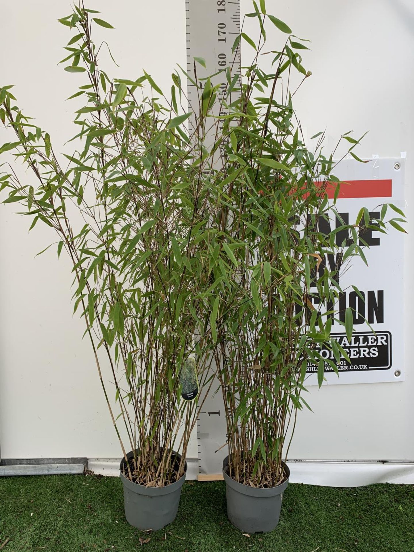 TWO FARGESIA BAMBOO PLANTS 'WINTER JOY' APPROX 180CM IN HEIGHT PLUS VATTO BE SOLD FOR THE TWO