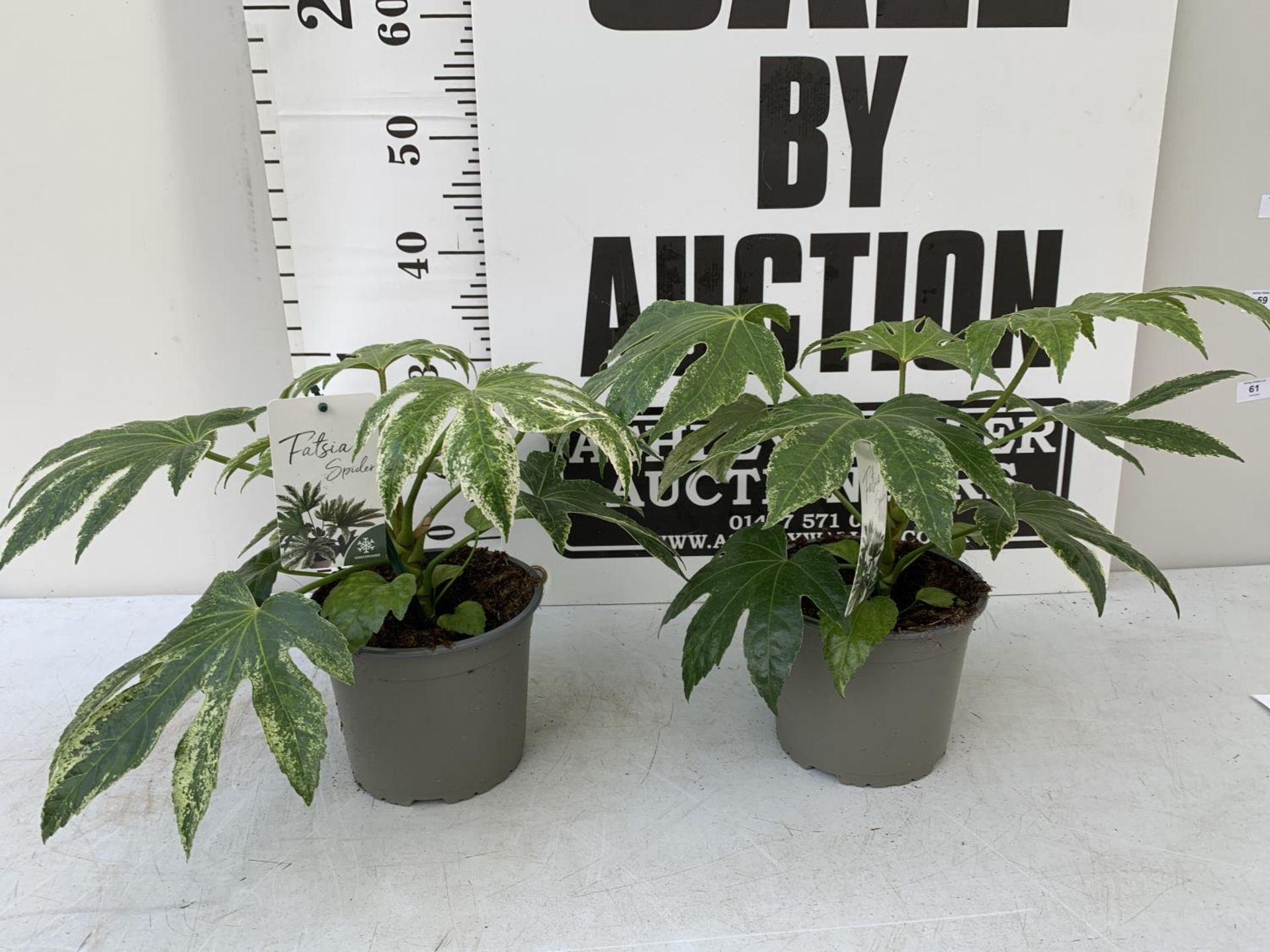 TWO FATSIA JAPONICA SPIDERS WEBB IN 2 LTR POTS PLUS VAT TO BE SOLD FOR THE TWO