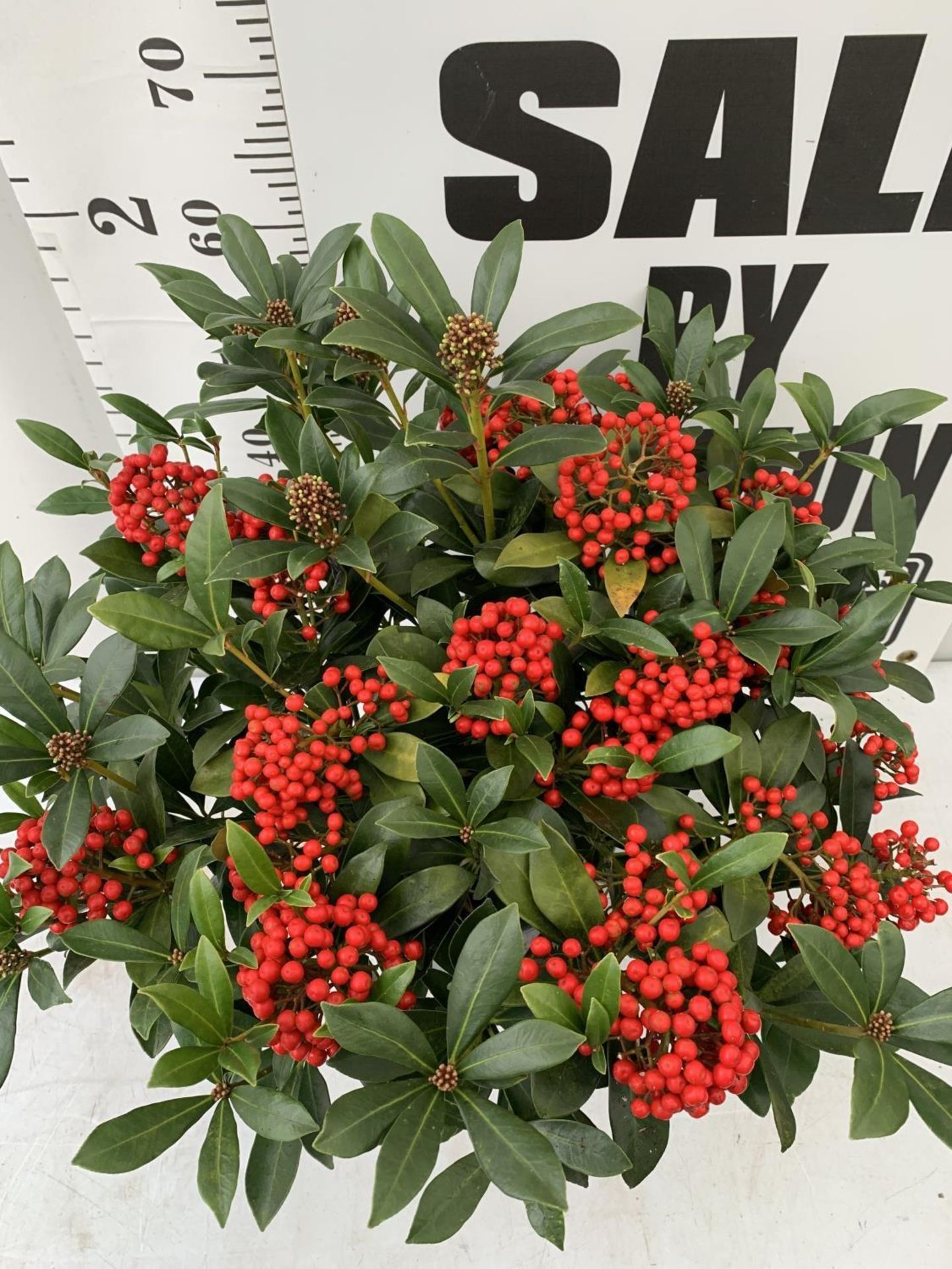 A LARGE SKIMMIA JAPONICA 'PABELLA' PLANT IN A 5 LTR POT APPROX 75CM IN HEIGHT PLUS VAT - Image 3 of 5