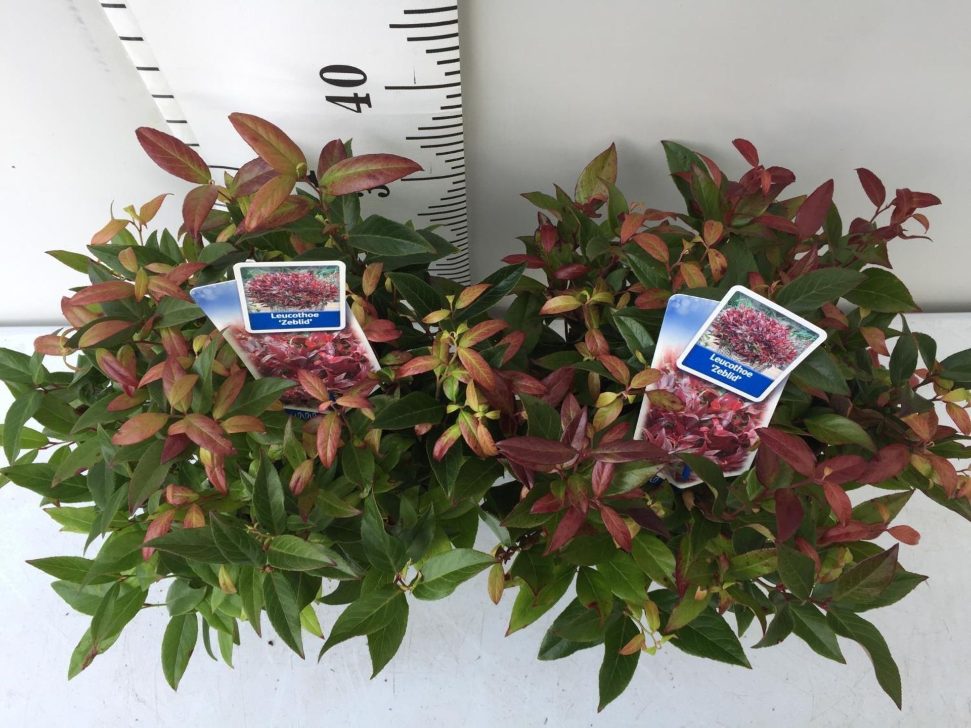 TWO LEUCOTHOE 'ZEBLID' PLANTS IN 2 LTR POTS + VAT TO BE SOLD FOR THE TWO - Image 2 of 4