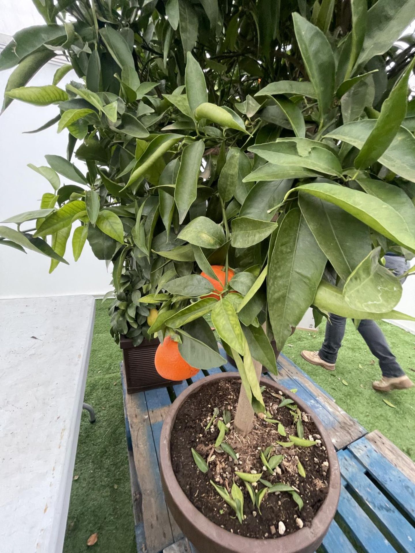 A LARGE STANDARD CLEMENTINE TREE WITH FRUIT OVER 180CM TALL IN A 40 LITRE POT NO VAT - Image 3 of 4