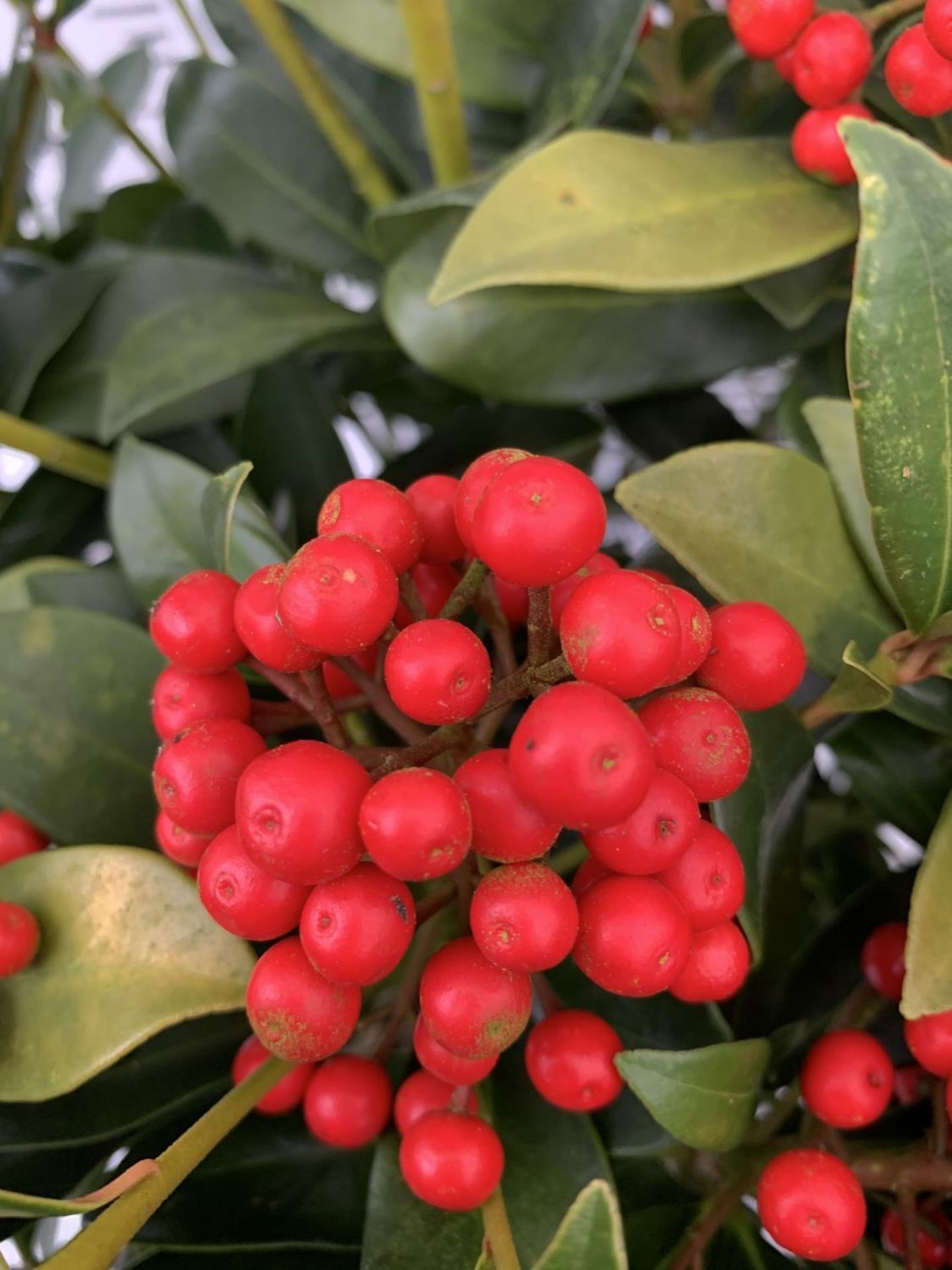 A LARGE SKIMMIA JAPONICA 'PABELLA' PLANT IN A 5 LTR POT APPROX 75CM IN HEIGHT PLUS VAT - Image 5 of 5