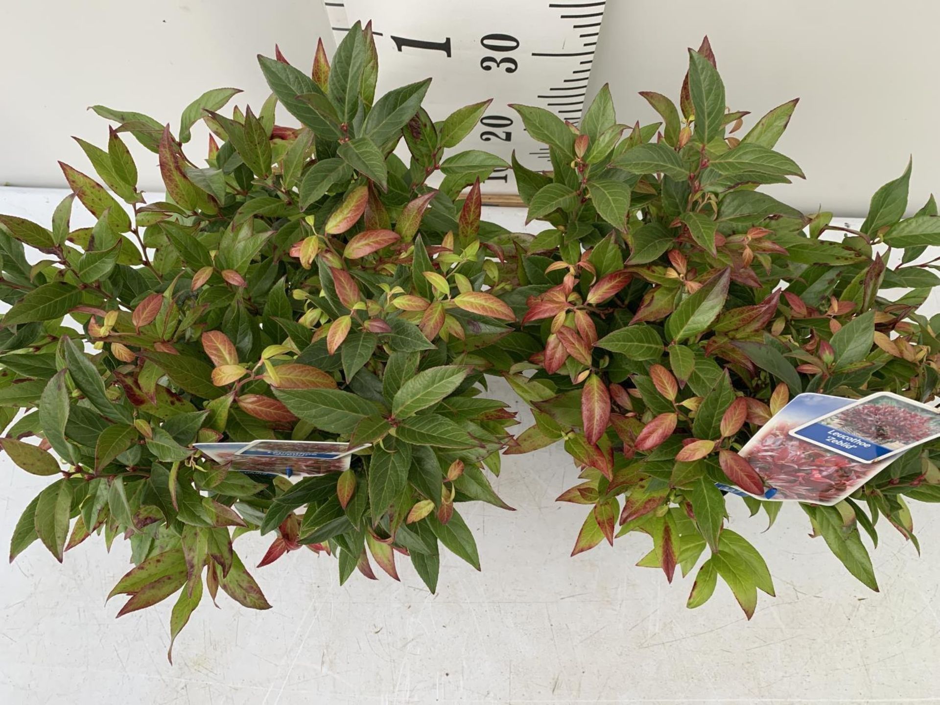 TWO LEUCOTHOE ZEBLID PLANTS IN TWO LTR POTS PLUS VAT TO BE SOLD FOR THE TWO - Image 2 of 4