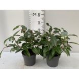 TWO VIBURNUM DAVIDII PLANTS IN 2 LTR POTS APPROX 40CM IN HEIGHT PLUS VAT TO BE SOLD FOR THE TWO