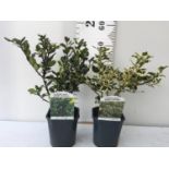 TWO VARITIES OF ILEX AQUIFOLIUM HOLLY 'BLUE PRINCE' AND 'ARGENTEA MARGINATA' IN 2 LTR POTS PLUS