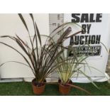 TWO PHORMIUM TENAX PLANTS 'CREAM DELIGHT' AND 'PLATTS BLACK' APPROX ONE METRE IN HEIGHT IN 3LTR POTS