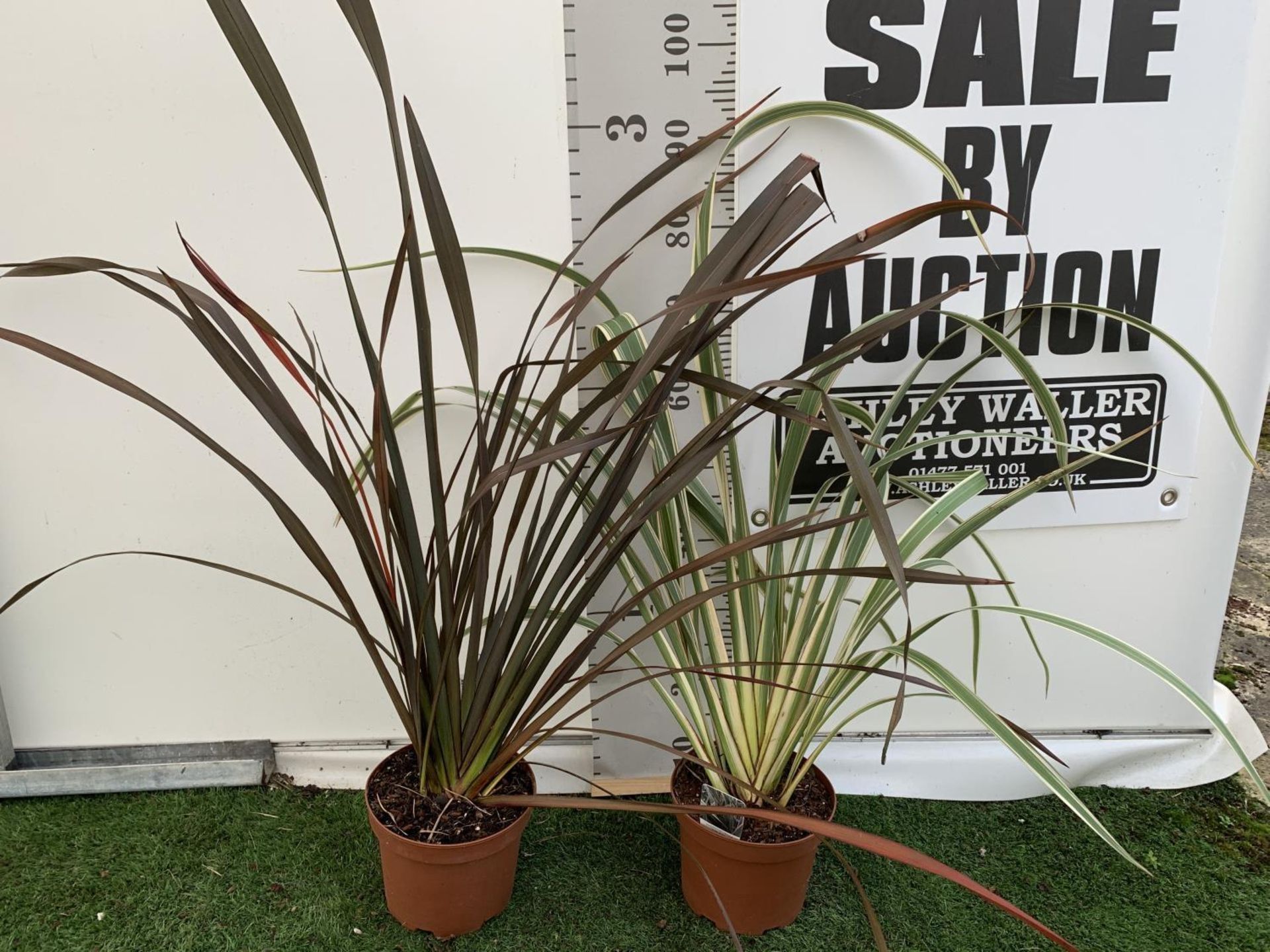TWO PHORMIUM TENAX PLANTS 'CREAM DELIGHT' AND 'PLATTS BLACK' APPROX ONE METRE IN HEIGHT IN 3LTR POTS