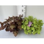 TWO HEUCHERA PLANTS INDIAN SUMMER 'LIME MARMALADE' AND BOYSENBERRY' IN 3 LTR POTS PLUS VAT TO BE