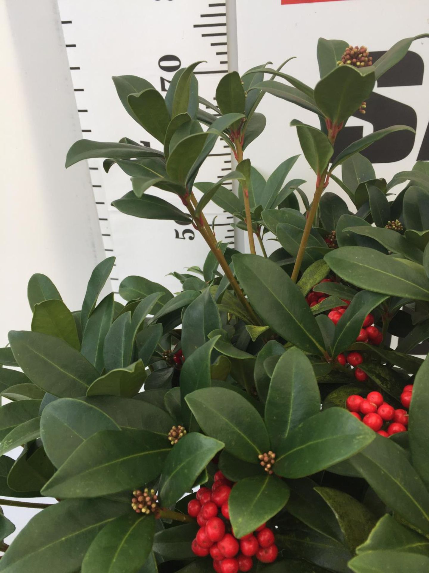 ONE LARGE SKIMMIA JAPONICA 'PABELLA' PLANT IN 5 LTR POT APPROX 75CM IN HEIGHT PLUS VAT - Image 2 of 7