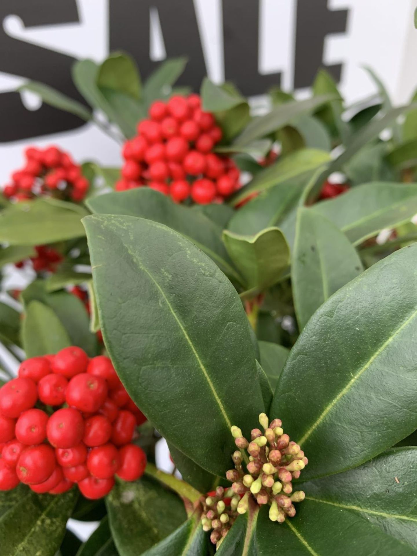 ONE LARGE SKIMMIA JAPONICA 'PABELLA' PLANT IN 5 LTR POT APPROX 75CM IN HEIGHT PLUS VAT - Image 5 of 7