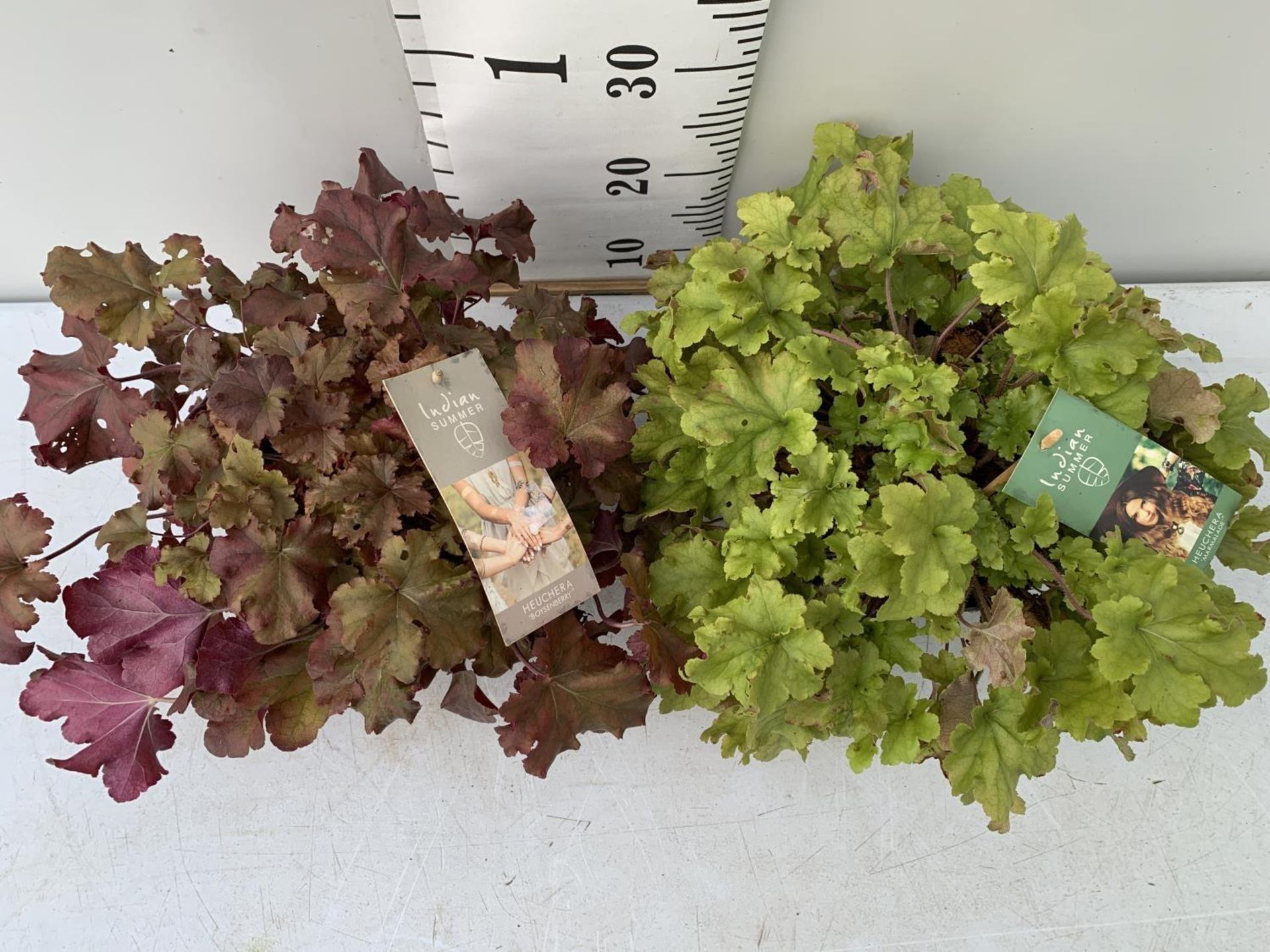 TWO HEUCHERA PLANTS INDIAN SUMMER 'LIME MARMALADE' AND BOYSENBERRY' IN 3 LTR POTS PLUS VAT TO BE - Image 2 of 4