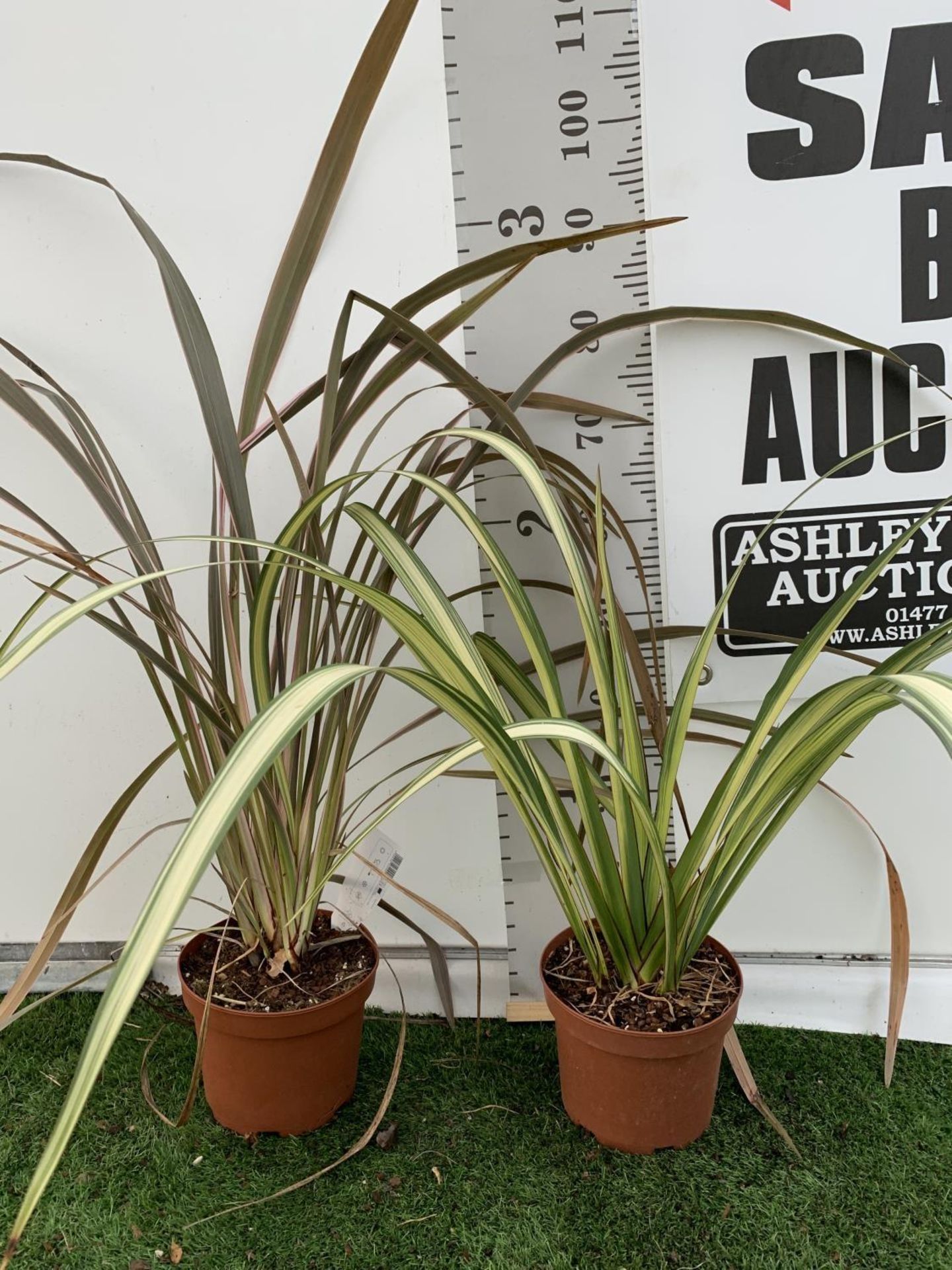 TWO PHORMIUM TENAX 'CREAM DELIGHT' AND 'PINK STRIPE' IN 3 LTR POTS OVER 1 METRE IN HEIGHT PLUS VAT