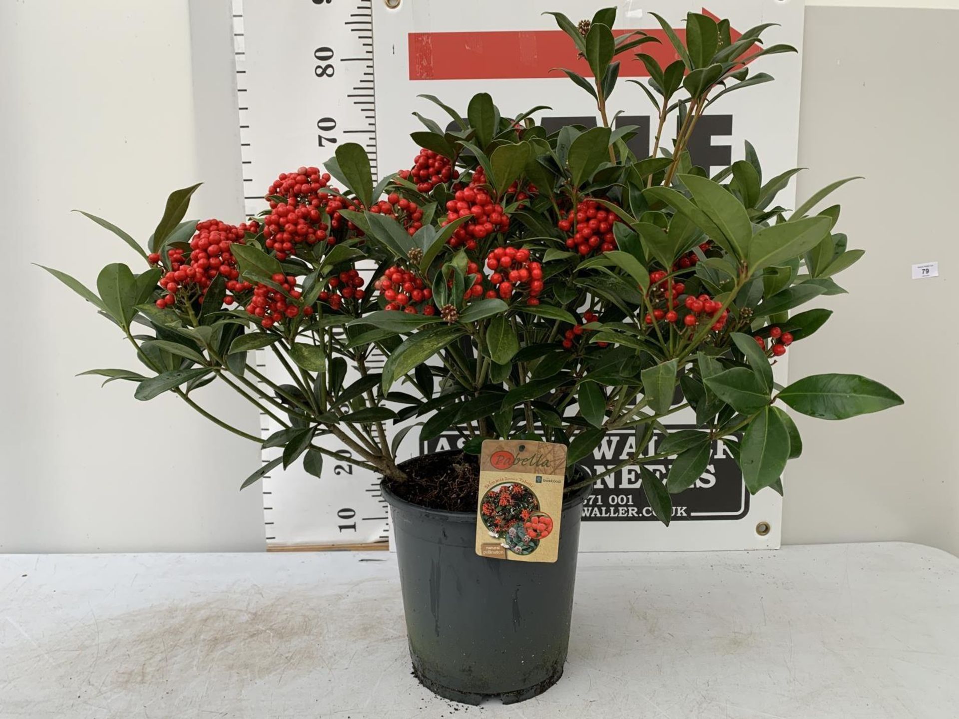 ONE LARGE SKIMMIA JAPONICA 'PABELLA' PLANT IN 5 LTR POT APPROX 75CM IN HEIGHT PLUS VAT