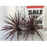 TWO CODYLINE AUSTRALIS 'RED STAR' IN 2 LTR POTS PLUS VAT TO BE SOLD FOR THE TWO
