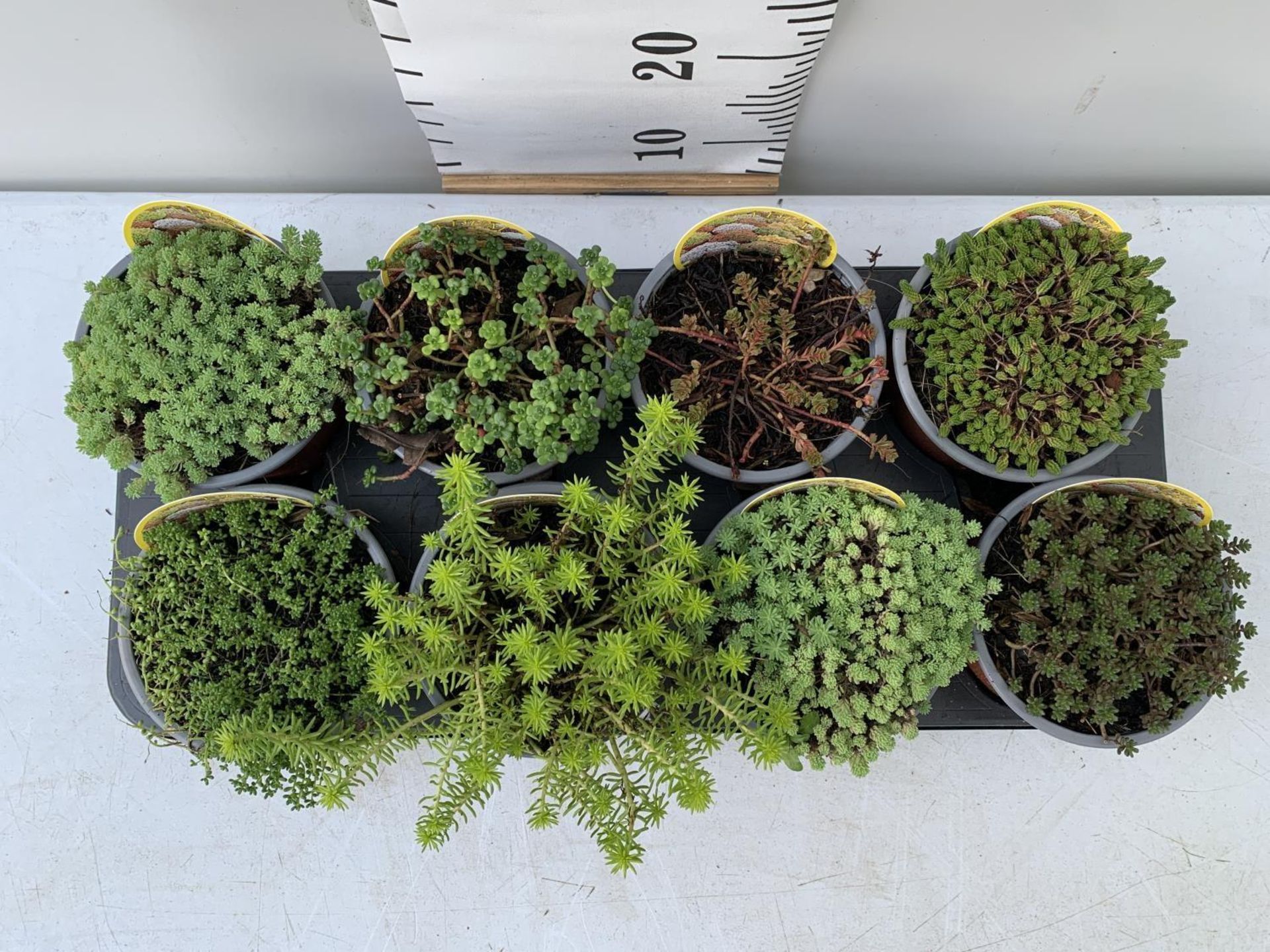 ONE TRAY OF EIGHT MIXED VARIETIES OF SEDUM PLUS VAT TO BE SOLD FOR THE TRAY - Image 2 of 3