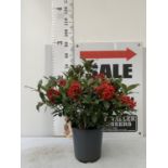 A LARGE SKIMMIA JAPONICA 'PABELLA' PLANT IN A 5 LTR POT APPROX 75CM IN HEIGHT PLUS VAT