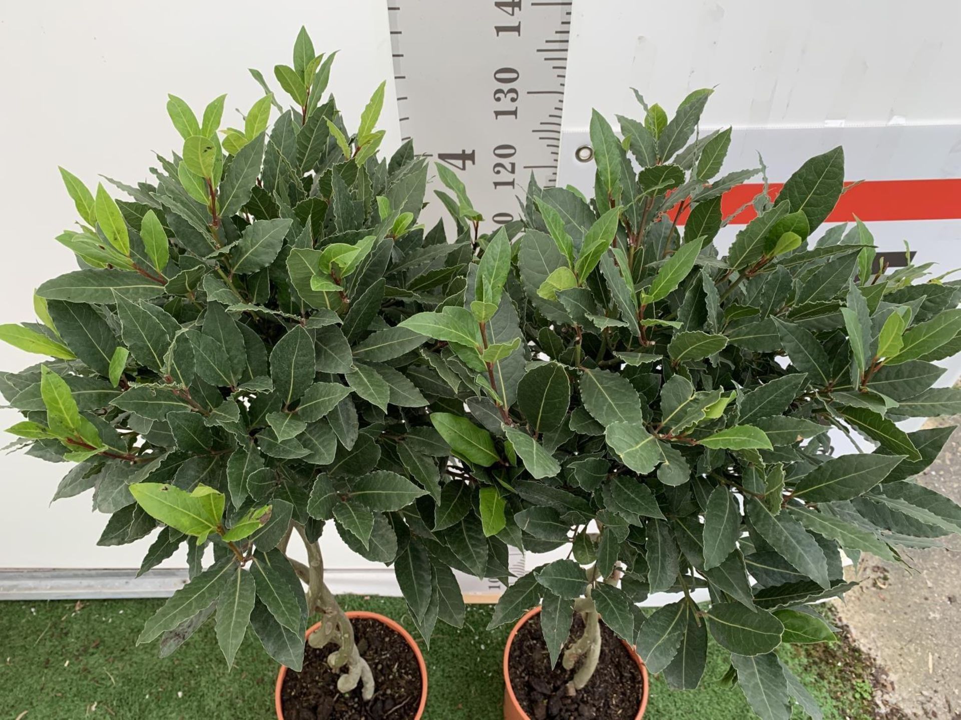 TWO DOUBLE SPIRAL LAURUS BAY TREES APPROX 150CM IN HEIGHT IN 7.5 LTR POTS PLUS VAT TO BE SOLD FOR - Image 7 of 8