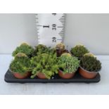 ONE TRAY OF EIGHT MIXED VARIETIES OF SEDUM PLUS VAT TO BE SOLD FOR THE TRAY