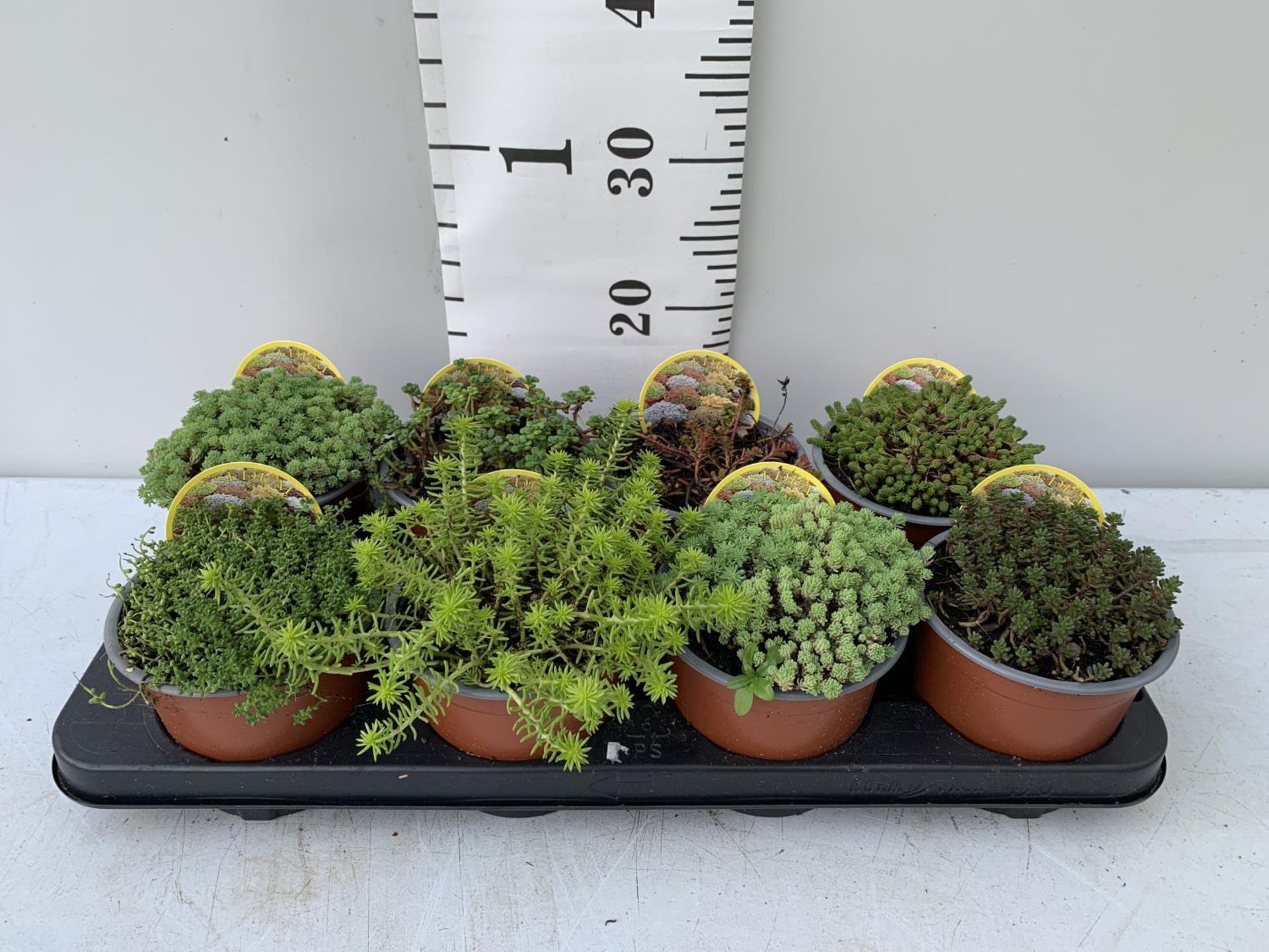 ONE TRAY OF EIGHT MIXED VARIETIES OF SEDUM PLUS VAT TO BE SOLD FOR THE TRAY