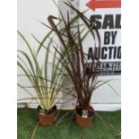 TWO PHORMIUM TENAX 'AMAZING RED' AND 'TRICOLOUR' IN 3 LTR POTS OVER 1 METRE IN HEIGHT PLUS VAT TO BE
