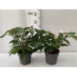 TWO VIBURNUM DAVIDII PLANTS IN 2 LTR POTS APPROX 45CM IN HEIGHT PLUS VAT TO BE SOLD FOR THE TWO