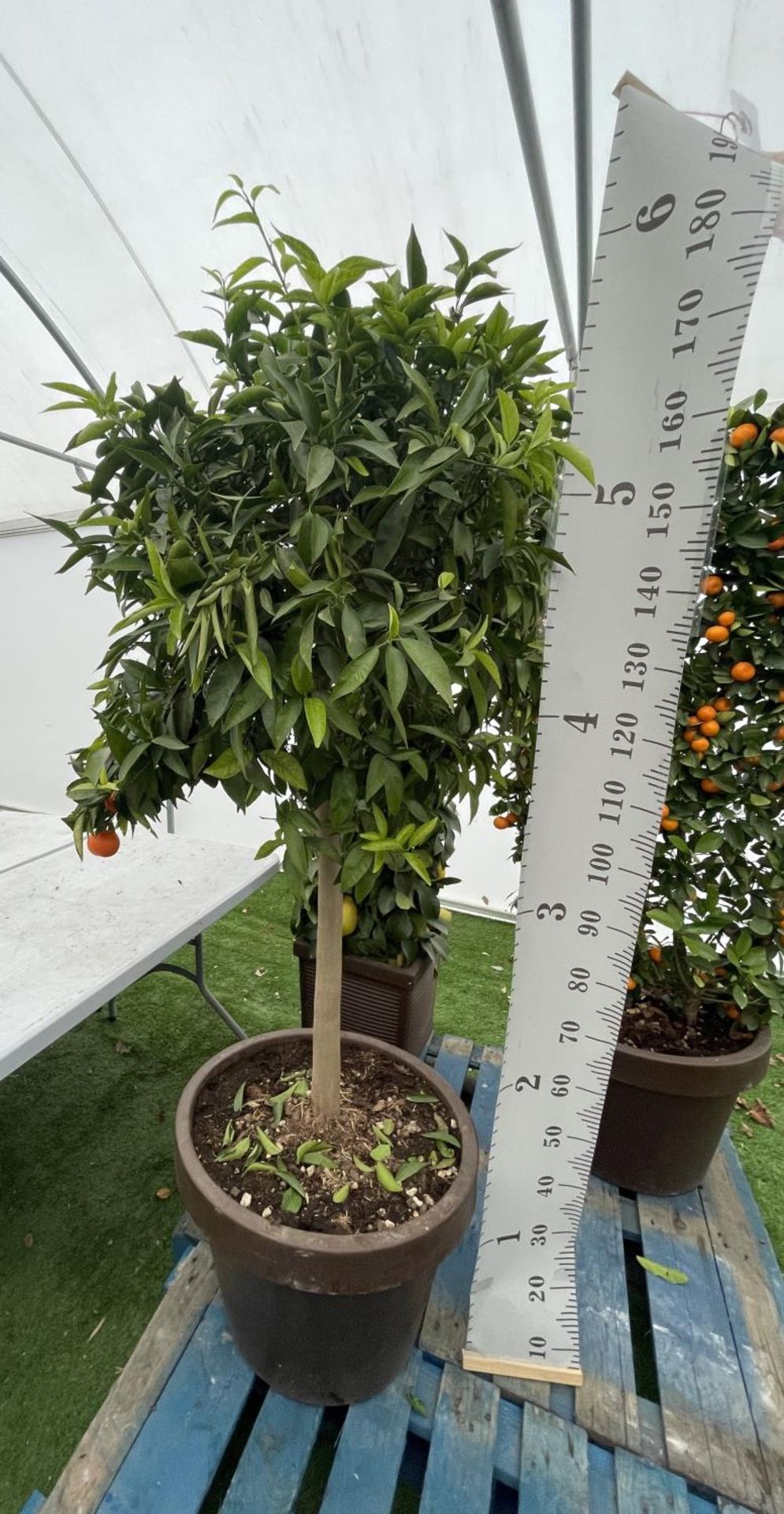 A LARGE STANDARD CLEMENTINE TREE WITH FRUIT OVER 180CM TALL IN A 40 LITRE POT NO VAT - Image 2 of 4