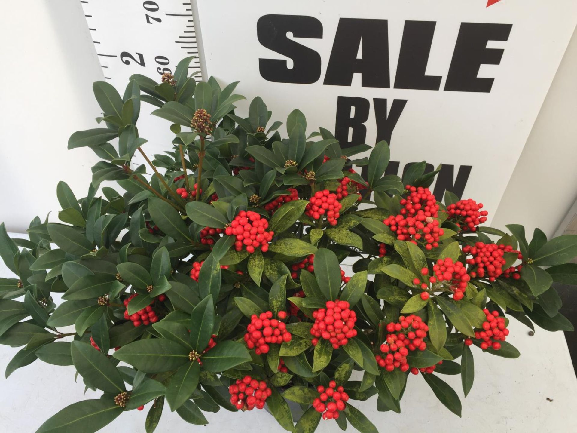 ONE LARGE SKIMMIA JAPONICA 'PABELLA' PLANT IN 5 LTR POT APPROX 75CM IN HEIGHT PLUS VAT - Image 4 of 7