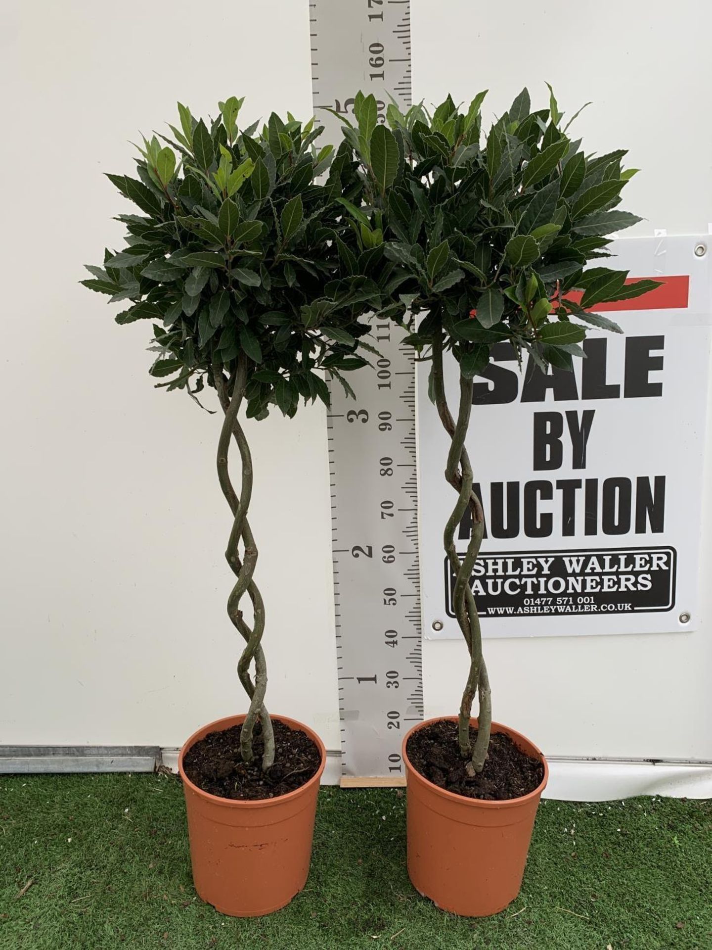 TWO DOUBLE SPIRAL LAURUS BAY TREES APPROX 150CM IN HEIGHT IN 7.5 LTR POTS PLUS VAT TO BE SOLD FOR - Image 3 of 8