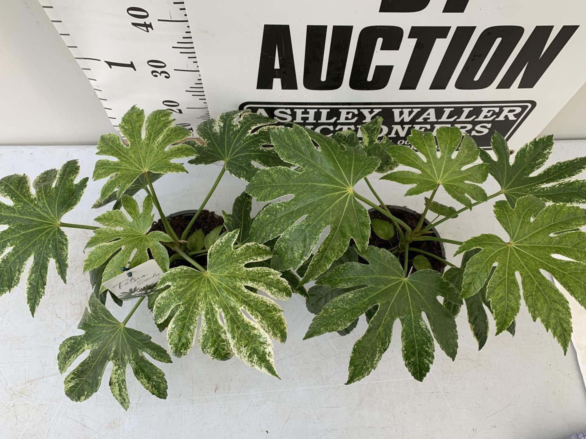 TWO FATSIA JAPONICA SPIDERS WEBB IN 2 LTR POTS PLUS VAT TO BE SOLD FOR THE TWO - Image 2 of 4