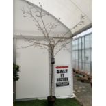 A LARGE ORNAMENTAL CHERRY TREE 'AUTUMNALIS ROSEA' APPROX 2.5 METRES IN HEIGHT IN A 10 LTR POT PLUS