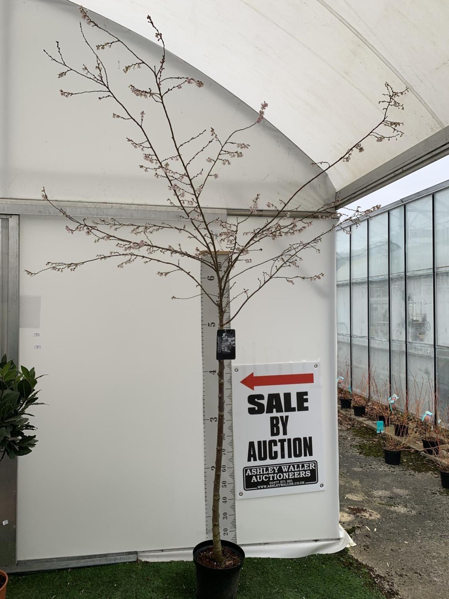 A LARGE ORNAMENTAL CHERRY TREE 'AUTUMNALIS ROSEA' APPROX 2.5 METRES IN HEIGHT IN A 10 LTR POT PLUS