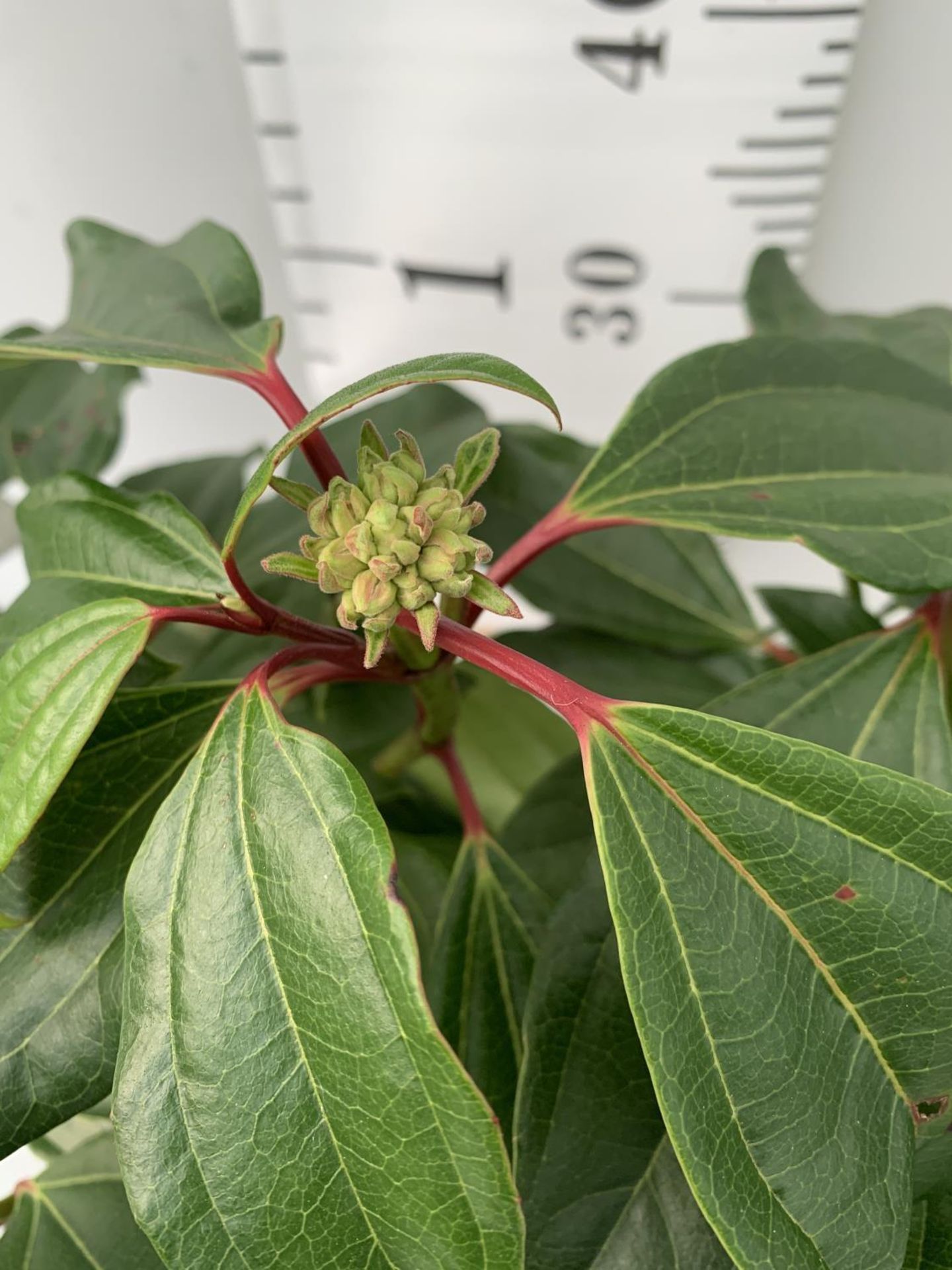 TWO VIBURNUM DAVIDII PLANTS IN 2 LTR POTS APPROX 45CM IN HEIGHT PLUS VAT TO BE SOLD FOR THE TWO - Image 4 of 4