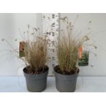 TWO LARGE PENNISETUM PLANTS 'LITTLE BUNNY' 70CM IN HEIGHT IN 7 LTR POTS PLUS VAT TO BE SOLD FOR