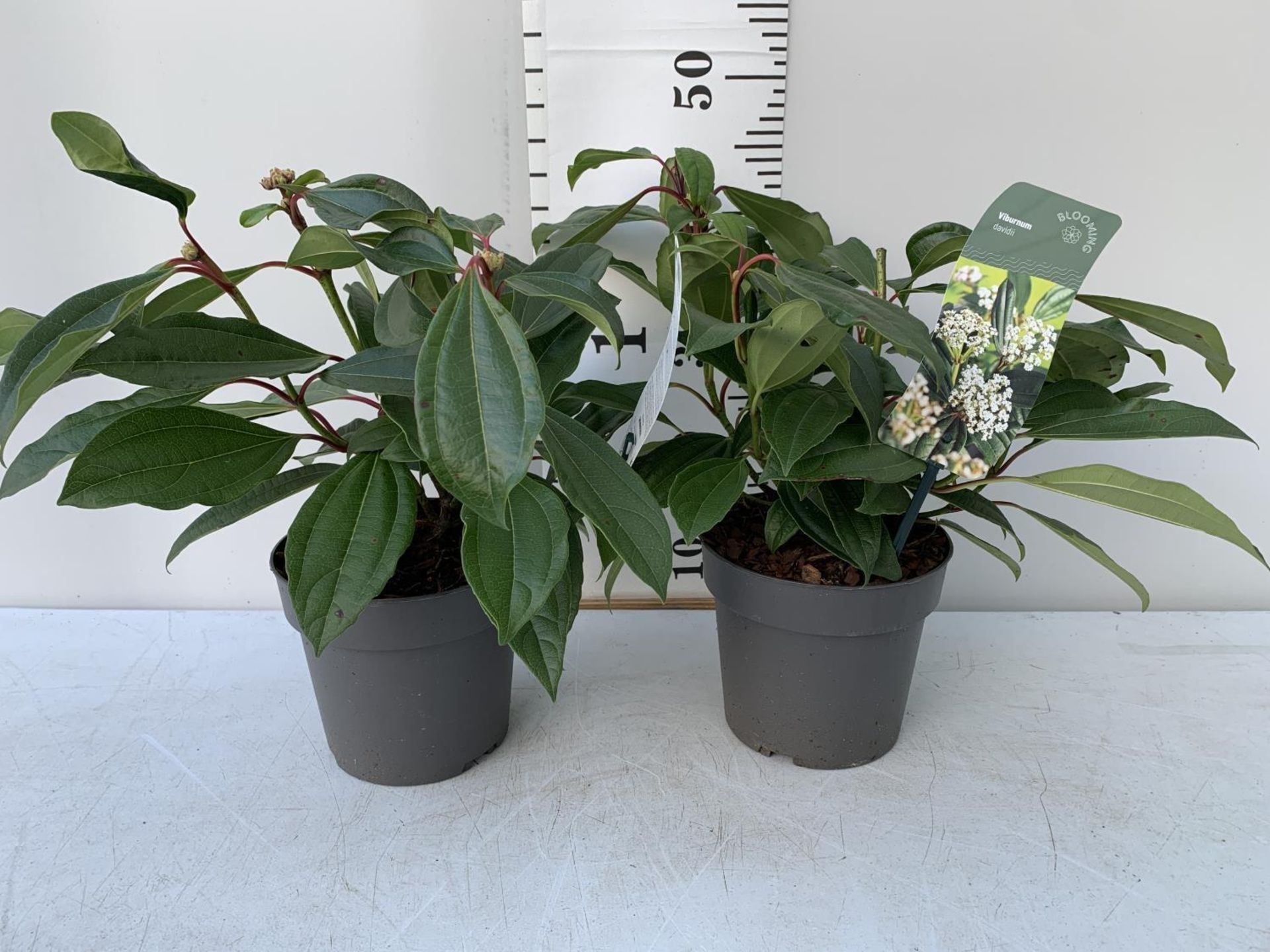 TWO VIBURNUM DAVIDII IN 2LTR POTS 50CM IN HEIGHT PLUS VAT TO BE SOLD FOR THE TWO