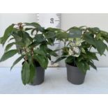 TWO VIBURNUM DAVIDII IN 2LTR POTS 50CM IN HEIGHT PLUS VAT TO BE SOLD FOR THE TWO