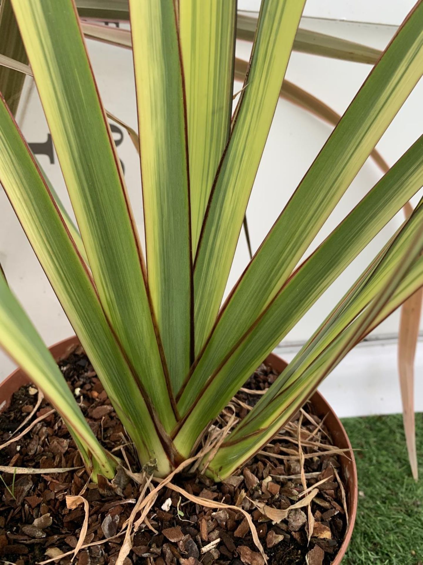 TWO PHORMIUM TENAX 'CREAM DELIGHT' AND 'PINK STRIPE' IN 3 LTR POTS OVER 1 METRE IN HEIGHT PLUS VAT - Image 6 of 6