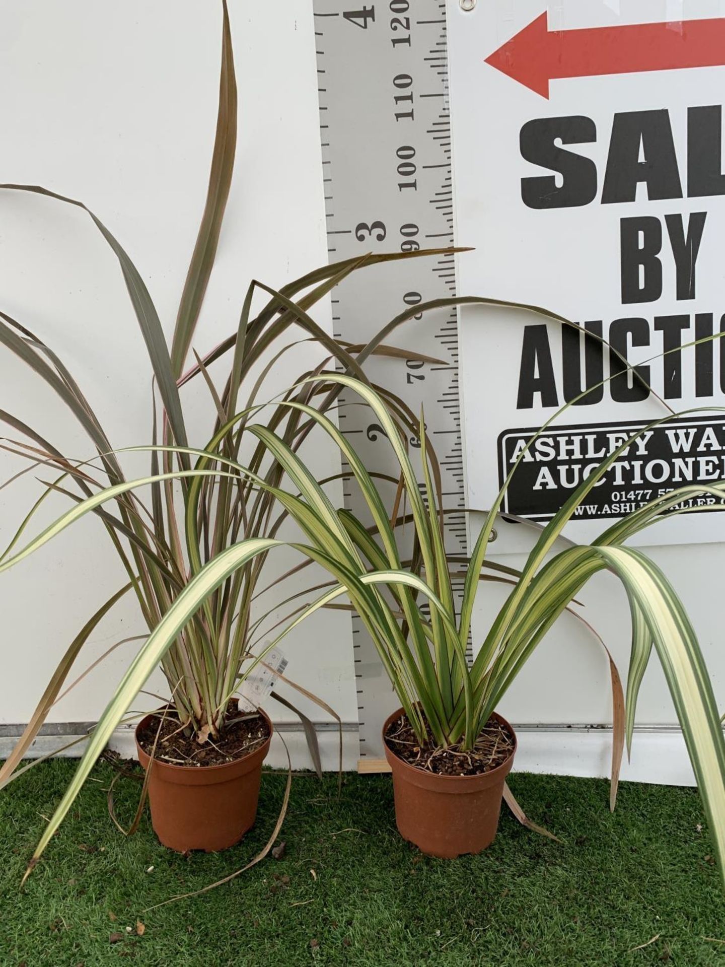 TWO PHORMIUM TENAX 'CREAM DELIGHT' AND 'PINK STRIPE' IN 3 LTR POTS OVER 1 METRE IN HEIGHT PLUS VAT - Image 2 of 6