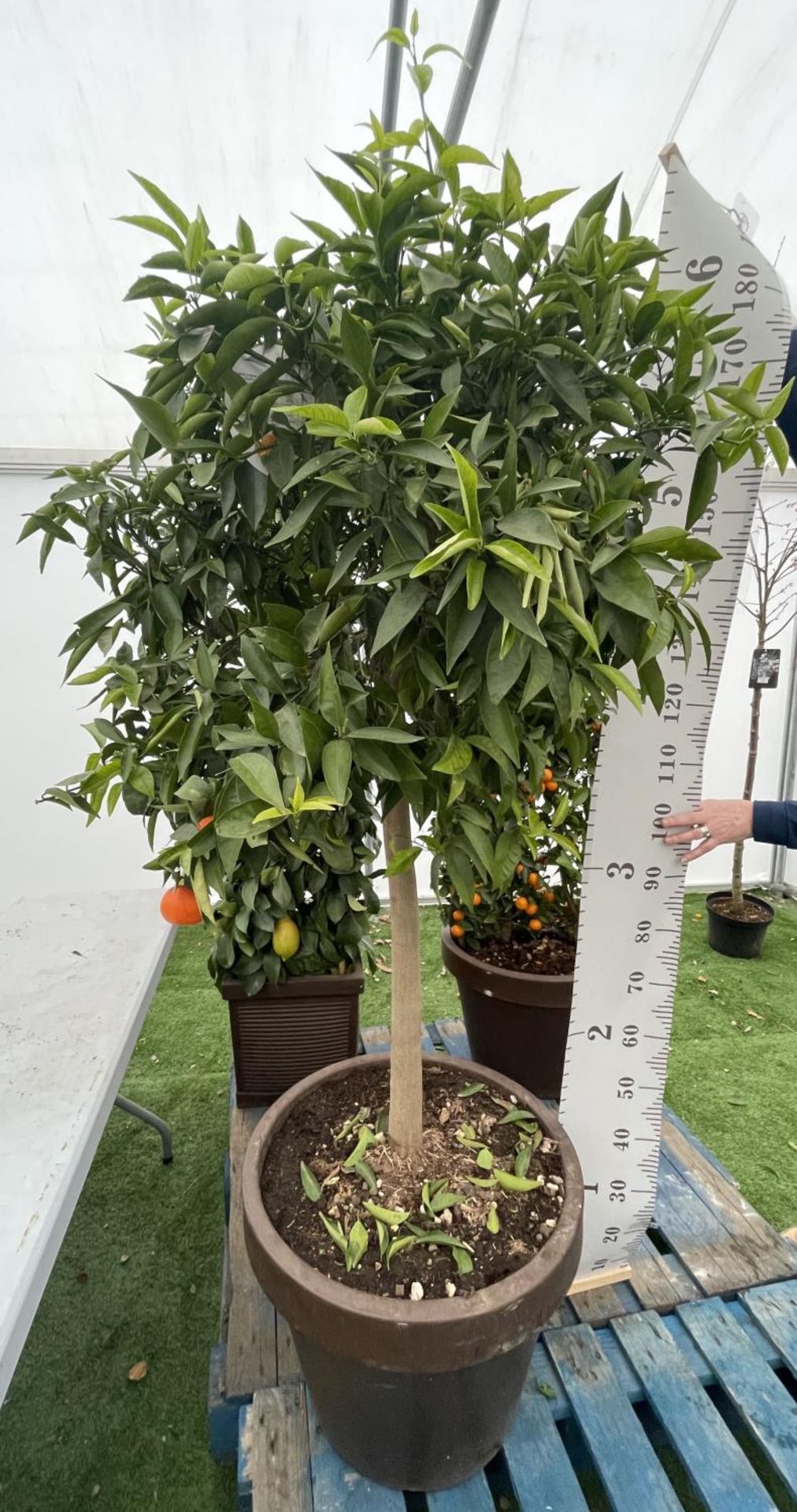 A LARGE STANDARD CLEMENTINE TREE WITH FRUIT OVER 180CM TALL IN A 40 LITRE POT NO VAT