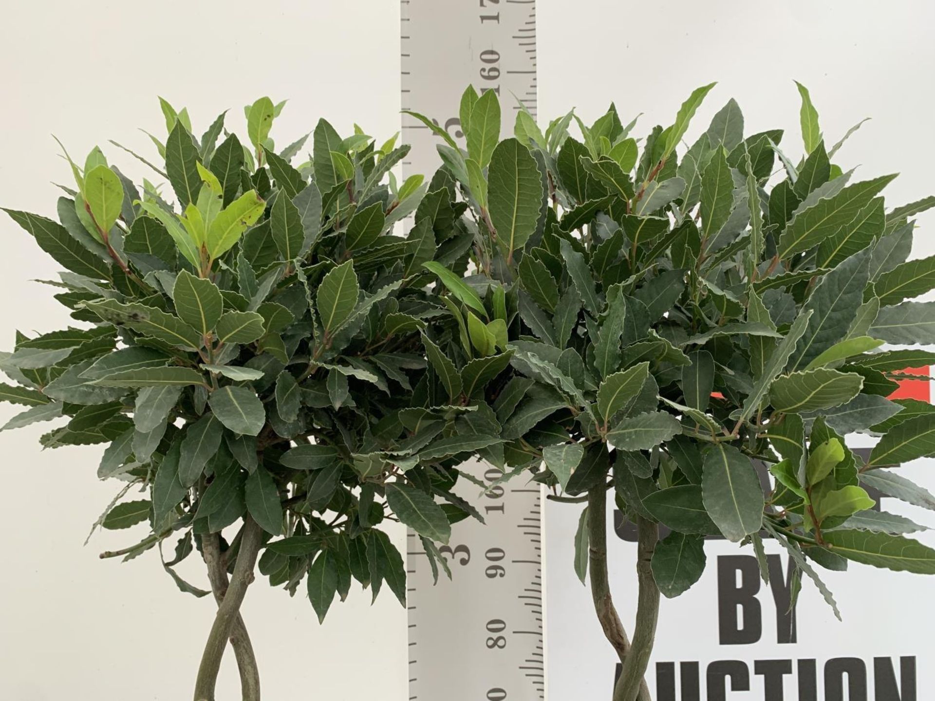 TWO DOUBLE SPIRAL LAURUS BAY TREES APPROX 150CM IN HEIGHT IN 7.5 LTR POTS PLUS VAT TO BE SOLD FOR - Image 5 of 8