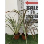 TWO PHORMIUM TENAX PLANTS 'TRICOLOUR' AND 'TENAX' APPROX ONE METRE IN HEIGHT IN 3LTR POTS PLUS VAT