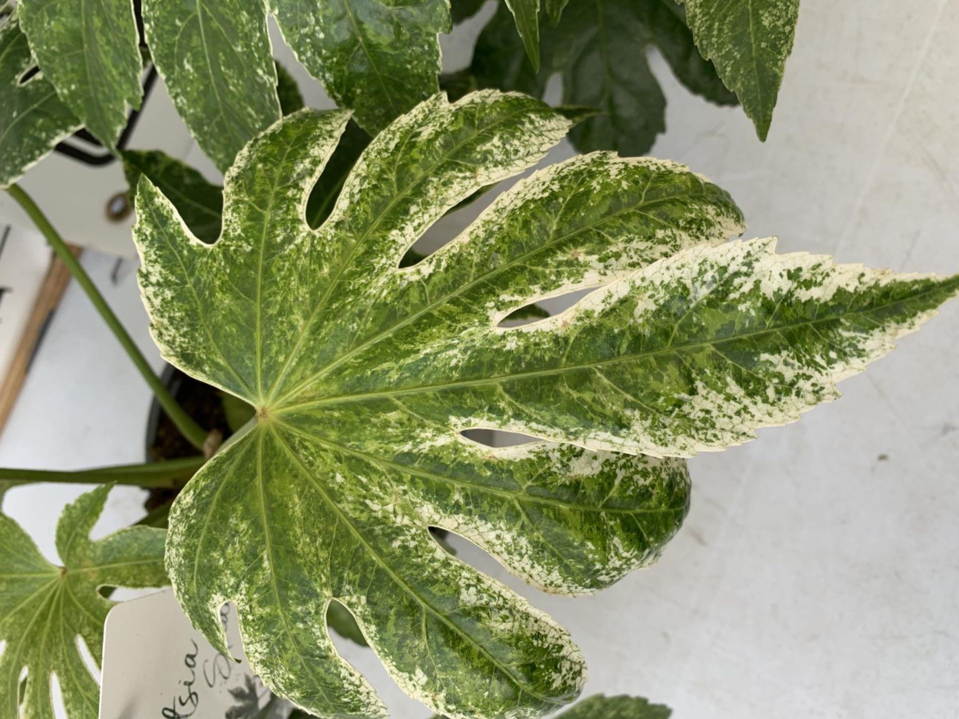 TWO FATSIA JAPONICA SPIDERS WEBB IN 2 LTR POTS PLUS VAT TO BE SOLD FOR THE TWO - Image 3 of 4